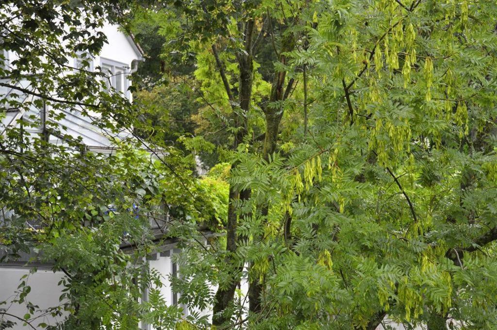 Zum Fischerhaus Konstanz Dış mekan fotoğraf